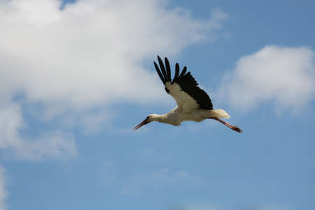 White stork flying on blue clody skyの写真素材