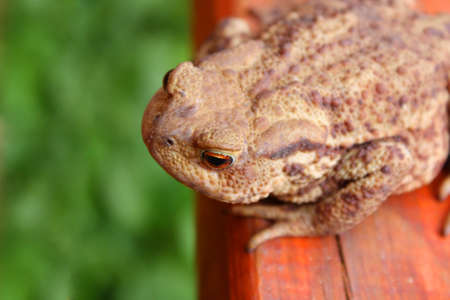 Toad sits on the orange bench. Focus on the eyes of the frogsの写真素材