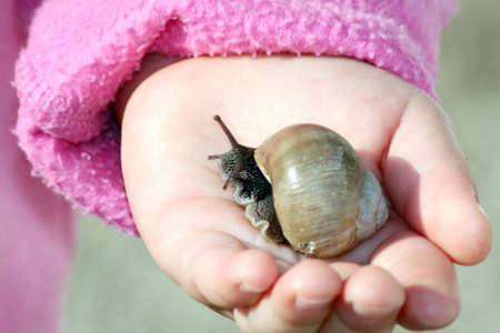 Snail in children handの写真素材