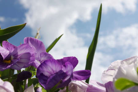 Purple flower on cloudy sky backgroundの写真素材