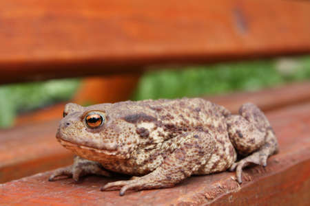 Toad sits on the orange bench. Focus on the eyes.の写真素材