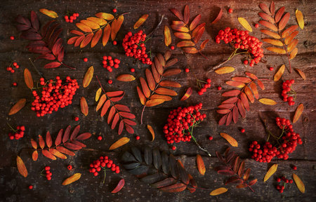 Autumn natural background as wallpapper. Pattern from rowan colorful leaves and berries laid out on natural tree bark background. Top view, flat lay.の写真素材