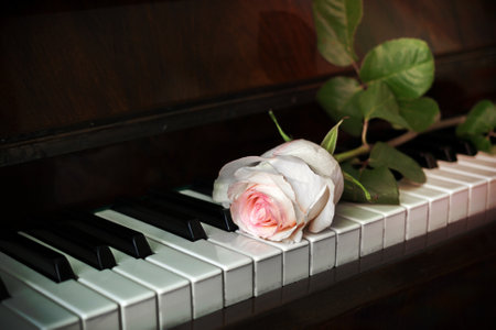 Piano keyboard and one pale pink rose is lying on it.の写真素材