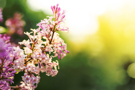 Sunlit spring blooming lilac branch on blurred foliage and sun backdrop in early morning. Blossom flowers of syringa tree in springtime. Beauty in nature. Spring background. Selective focus Copy spaceの写真素材