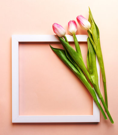 White square empty frame with three pink tulips on it on pastel pink background. Greeting card for Mother's day, Valentine's day, wedding or birthday. View from above. Copy space. Mock up.の写真素材