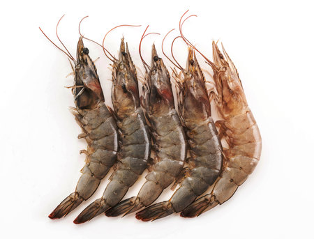 fresh shrimp/prawn on white backgroundの写真素材