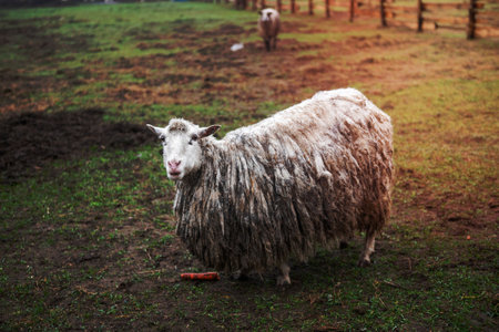 A white hornless heather sheep stands dirty in the fieldの写真素材