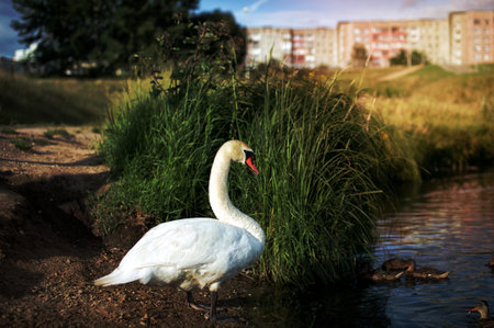 nature, wild life, big bird, many ducks, river bank, ecology, wild animals, beak, white feathersの写真素材