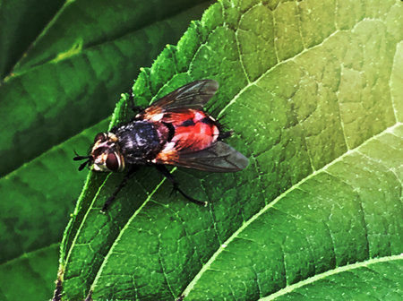 Beautiful ordinary home fly with wings is sitting on a green leaf to bask in the warm sun. Fly...