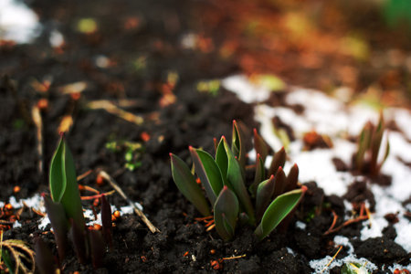 Green tulip leaves make their way through the snowの写真素材