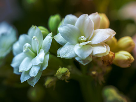 Closeup of the pure white petals on two tiny flowers of a Kalanchoe plantの写真素材