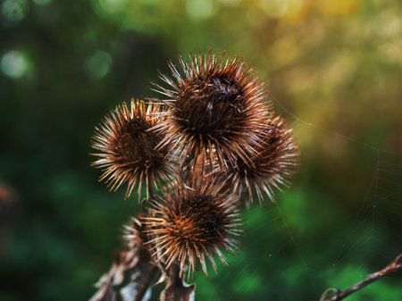 Finished flowers and green leaves of burdock, Arctium, in autumn in North Yorkshire, England