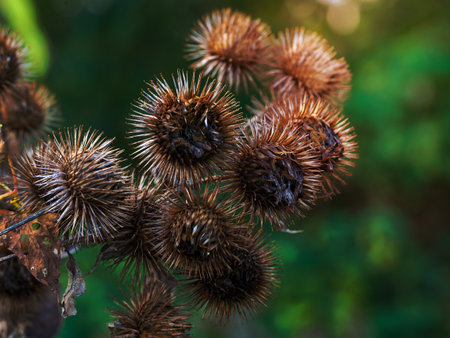 Finished flowers and green leaves of burdock, Arctium, in autumn in North Yorkshire, Englandの写真素材