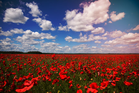 Field with red poppy flowers against a blue skyの写真素材