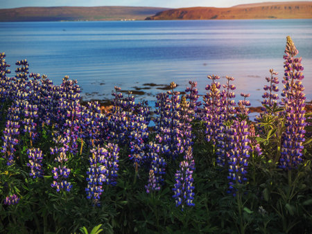 Wild lupins flowering and a view over a fjord near Drangsnes in the Westfjords of Icelandの写真素材