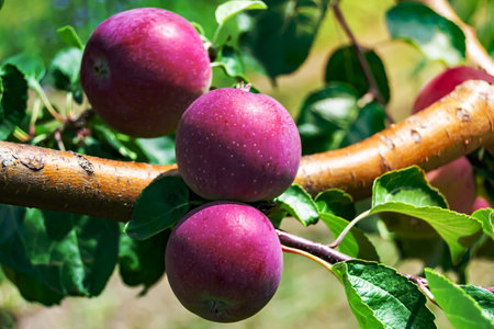 Photography on theme beautiful fruit branch apple tree with natural leaves under clean sky, photo consisting of fruit branch apple tree outdoors in rural, floral fruit branch apple tree in big gardenの写真素材