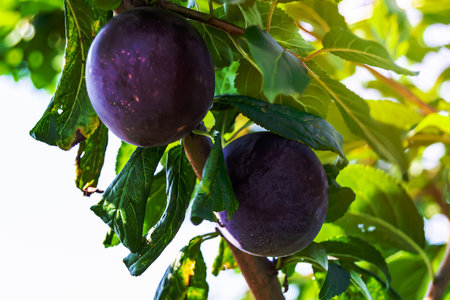 Photography on theme beautiful fruit branch plum tree with natural leaves under clean sky, photo consisting of fruit branch plum tree outdoors in rural, floral fruit branch plum tree in big gardenの写真素材