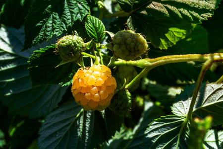 Photography on theme beautiful berry branch raspberry bush with natural leaves, photo consisting of berry branch raspberry bush outdoors in rural, floral berry branch raspberry bush in big gardenの写真素材