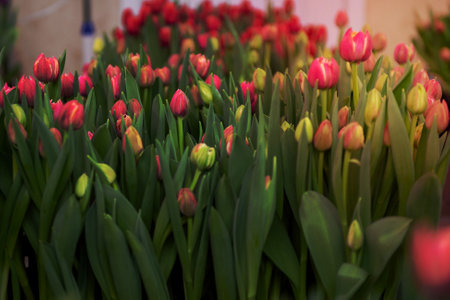 Buds of red tulips of different varieties with green leaves grown indoors.の写真素材