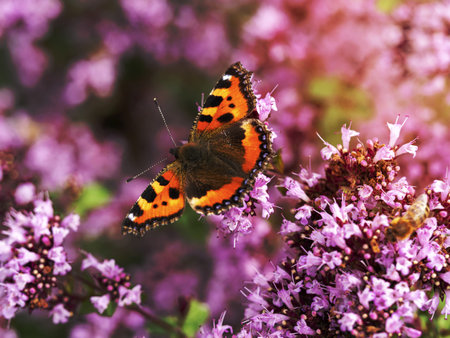 Small tortoiseshell butterfly, Aglais urticae, feeding on pink oregano flowersの写真素材