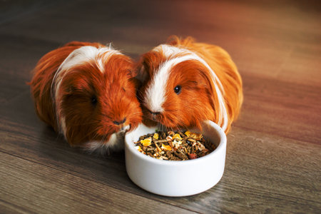 Two long-haired guinea pigs are sitting indoors on the floor near a plate of foodの写真素材