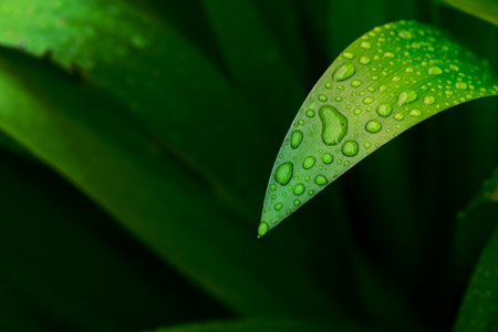 abstract stunning green leaf texture, tropical leaf foliage nature dark green background.