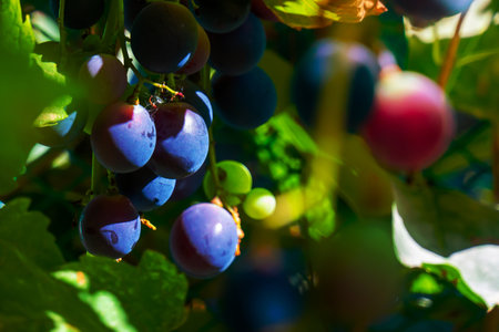 A branch of grape leaves against a clear blue sky. Copy space. . High quality photoの写真素材