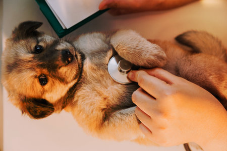 Checking the breath. Male veterinarian in work uniform listening to the breath of a small dog with a phonendoscope in veterinary clinic. Pet care conceptの写真素材