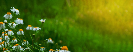 Chamomile background among nature flowers Beautiful scene of nature with chamomile in full bloom, chamomile, spring. Summer banner with Copy space. High quality photoの写真素材