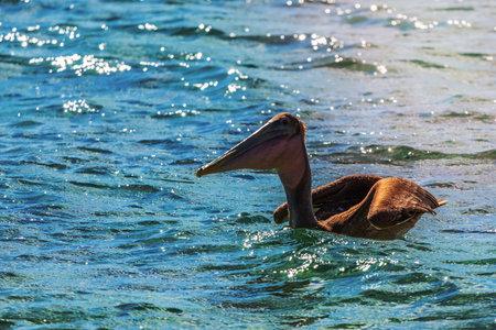 Funny brown pelican drifting on the sea surface, near Carriacou island, Grenada, Caribbean seaの写真素材