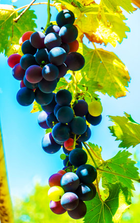 A branch of grape leaves against a clear blue sky. Copy space. . High quality photo
