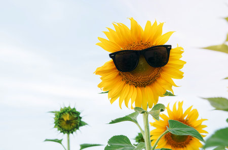 cute sunflower wear sunglasses on white cloud sky background.の写真素材