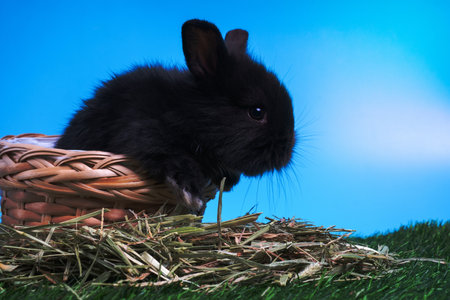 Furry and fluffy cute Black rabbit is sitting in the basket on Green grass and blue background. Concept of rodent pet and easter.の写真素材