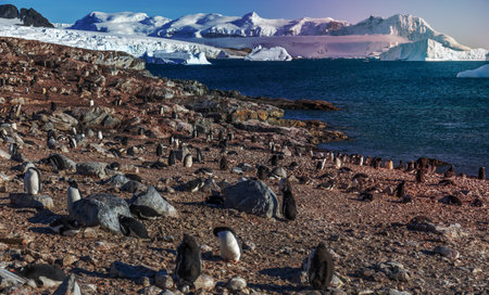 Gentoo penguins colony on the coastline with snow mountains and icebergs in the background, Cuverville Island, Antarcticaの写真素材