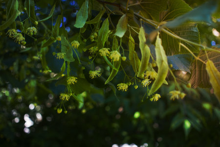 Close up of the clusters of blooming flowers of common life Tilia x europaea, also known as linden,...