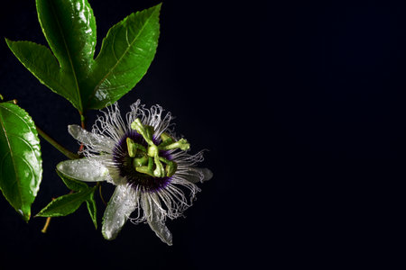 Passion fruit flower on black background, healthy fruit in summerの写真素材
