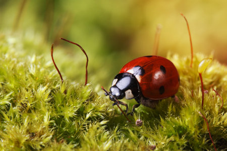 macro ladybug on grass in spring. outdoorsの写真素材
