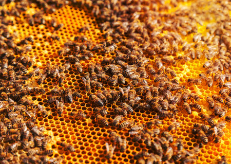 Detail af bees swarm working on honeycomb