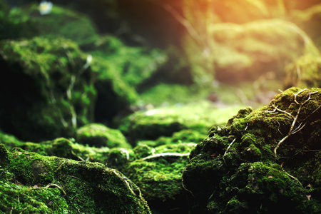 Beautiful Bright Green moss grown up cover the rough stones and on the floor in the forest. Show...