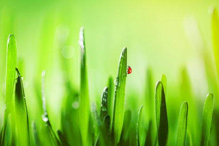 Macro photo with fresh grass. Low depth of focusの写真素材