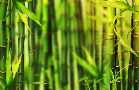 Bamboo trees sprouts with free space for textの写真素材