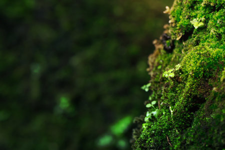 Beautiful Bright Green moss grown up cover the rough stones and on the floor in the forest. Show with macro view. Rocks full of the moss texture in nature for wallpaper. soft focus.の写真素材