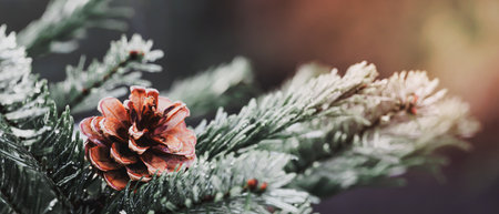 Pine tree with rain drop after rain, Dew dropの写真素材