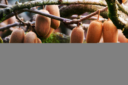 Cluster of ripe kiwi fruit on the branch