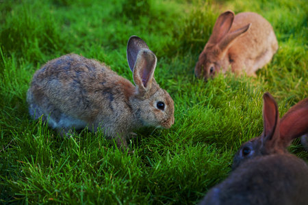 rabbits eat the grass in the gardenの写真素材
