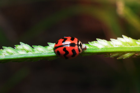 Beetle bug on green grass flowerの写真素材
