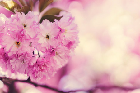 Cherry blossom
