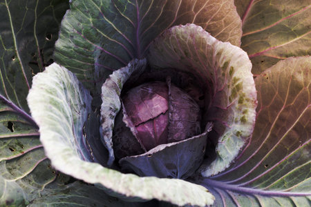 Close up red cabbage