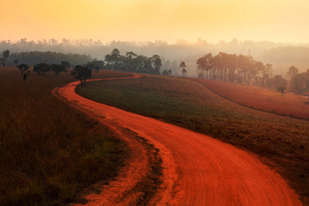 Dirt road leading through the early spring forest on a foggy morning at Thung Salang Luang National Park ; Phetchabun,Thailandの写真素材