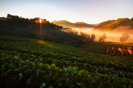 Misty morning sunrise in strawberry garden at Doi Angkhang mountain, chiangmai : thailandの写真素材